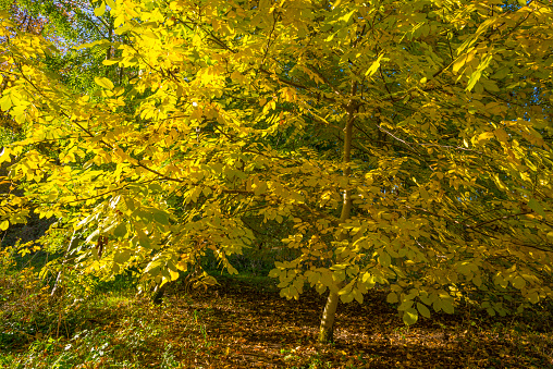 Foliage of trees in fall colors in sunlight in autumn