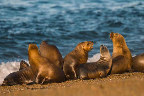 istock Sea lion Male in colony 1065433222