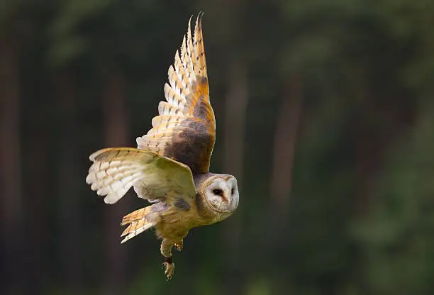 Flying Owl in dark background 