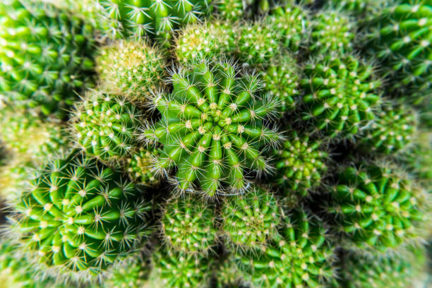 istock fresh green cactus with its sharp thorns in the desert. 1065433850