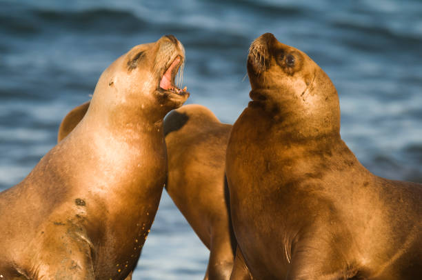 istock Sea lion female, 1065435932