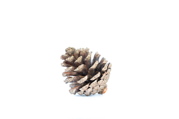 istock Close-up of pine cone on white. 1065436476