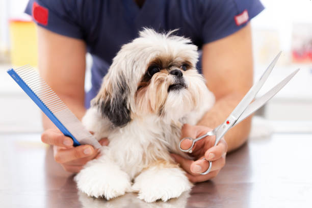 istock Pet groomer with scissors makes grooming dog 1065436632
