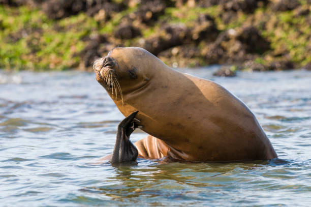 istock Sea lion female 1065436676
