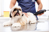 Pet groomer with scissors makes grooming dog