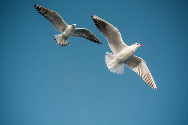 istock Pair of seagulls flying in blue a sky 1065437136