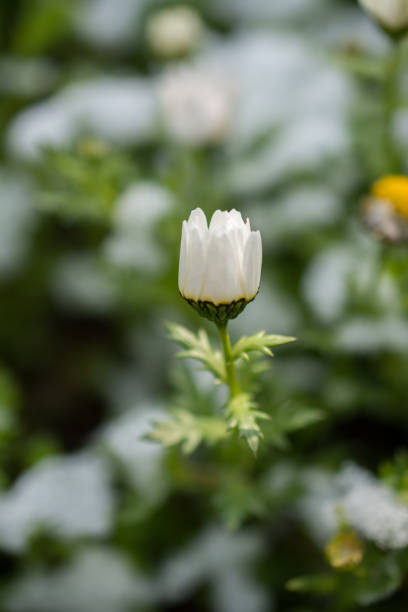 early flowers oof the spring under snow - oof imagens e fotografias de stock