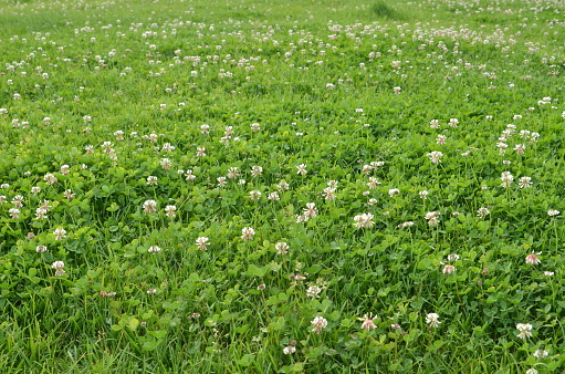 Lawn full of green grass and white four leaf clover in blossom. Nature background.