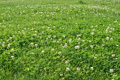Green lawn with white clover