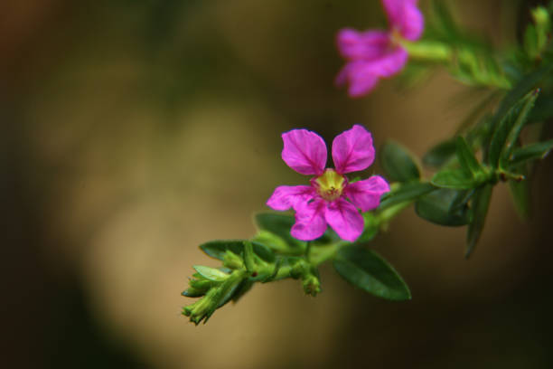 istock Close up flower in nature. 1065438004