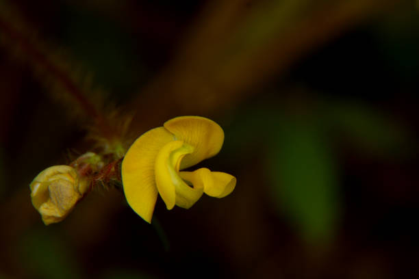 istock Close up flower in nature. 1065438178