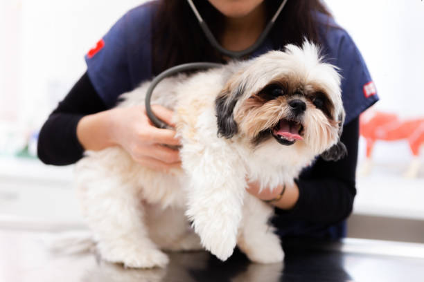 istock Veterinarian Examining Dog 1065439370