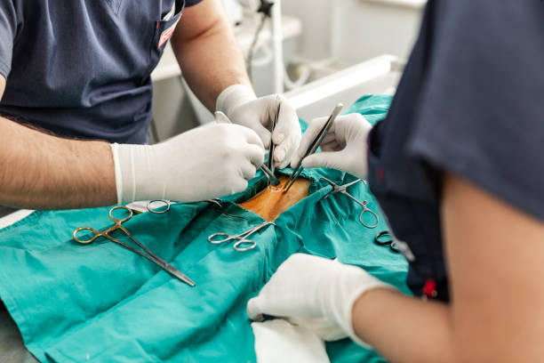 Veterinarians performing a surgery on a dog in the hospital stock photo