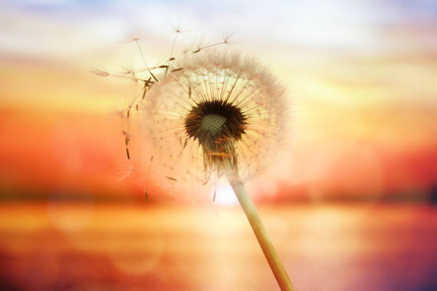 Dandelion silhouette against sunset over the sea with seeds blowing in the wind