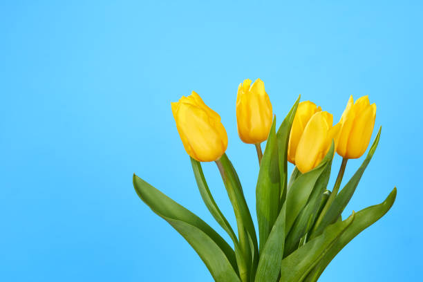 istock bouquet of tulips on a blue 1065440714