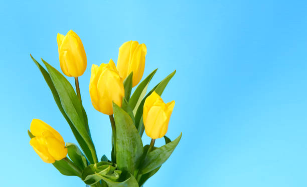 istock bouquet of tulips on a blue 1065440730
