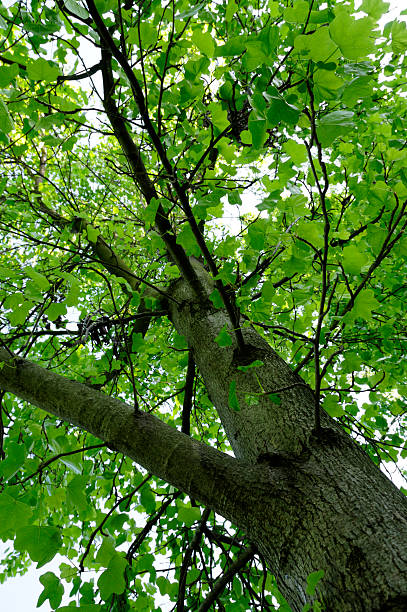 istock Round Lobed Fruitless Sweetgum Tree 106544161