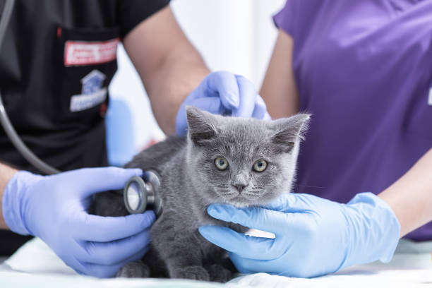 Veterinarian Examining Cat stock photo