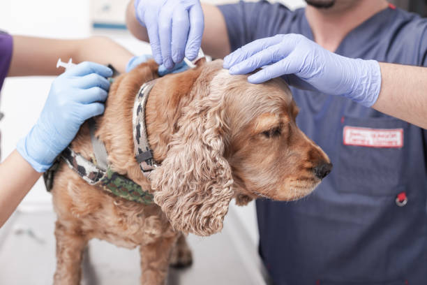 Veterinary doctor giving injection for dog stock photo