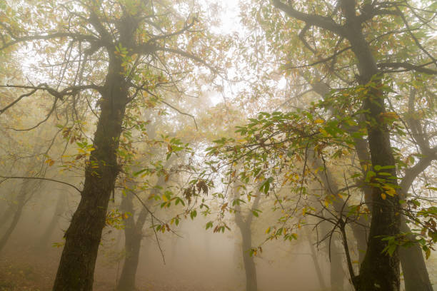 istock Autumn in Italy 1065444494