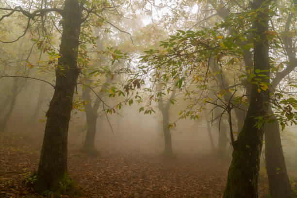 istock Autumn in Italy 1065444614