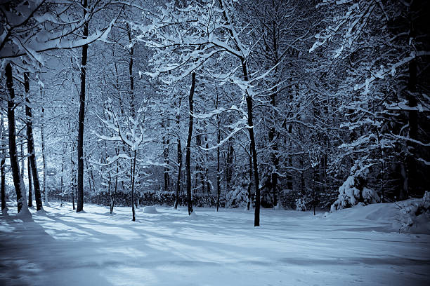 Winter Woods Landscape, Night Scene and Selenium Tone stock photo