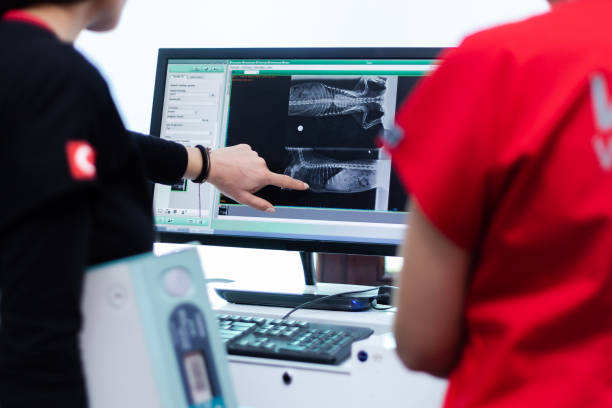 Veterinary Surgeon Examining X Ray of a dog stock photo