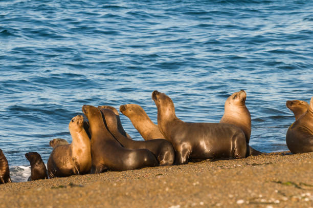 istock Sea lion female in colony 1065447642