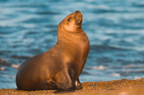 istock Sea lion female, 1065447774