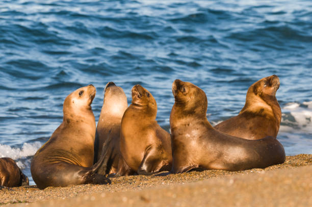 istock Sea lion female in colony 1065447870