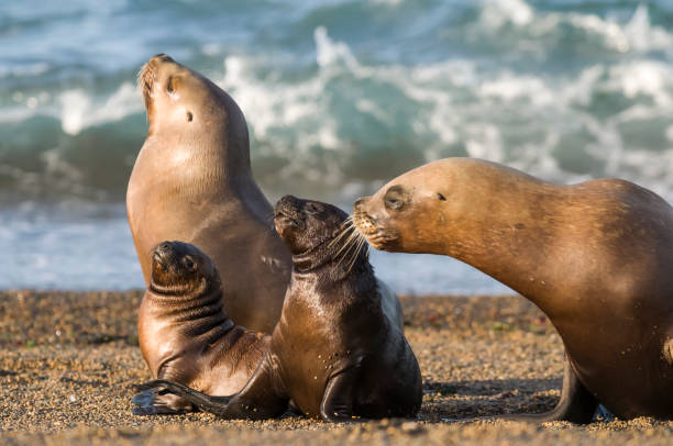 león de mar de madre y bebé, - foca fotografías e imágenes de stock