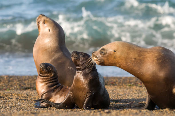 Mother and baby sea lion, Mother and baby sea lion, Patagonia sea lion stock pictures, royalty-free photos & images