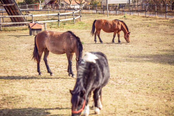 istock Wild Horses grazing in a meadow and eating grass 1065448280