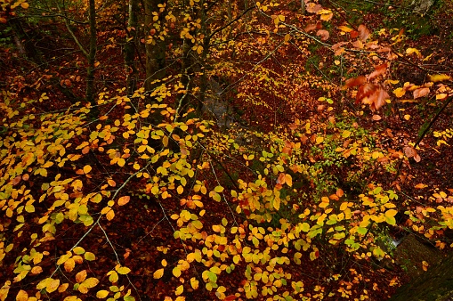The colors of autumn. Colorful leaves of beech trees in a forest on Tuscany mountains in Italy.