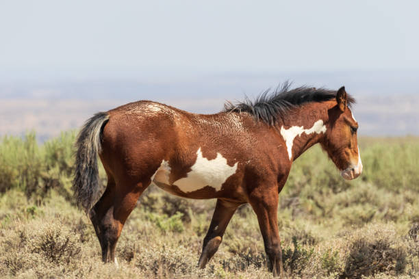 istock Wild Horse in the High Desert 1065448996