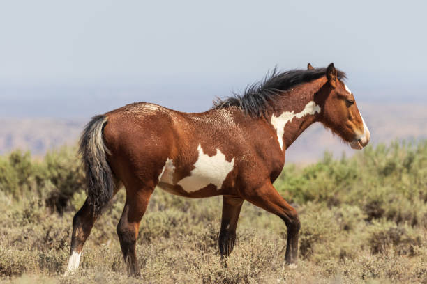 istock Wild Horse in the High Desert 1065449328