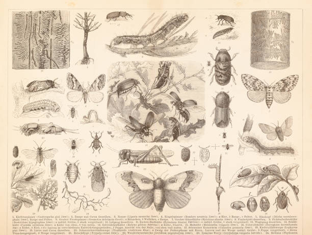 Different insects locust june beetle or Colorado beetle illustration Steel engraving different insects locust , june beetle or Colorado beetle
Original edition from my own archives
Source : Brockhaus Conversationslexikon 1884 cicada stock illustrations