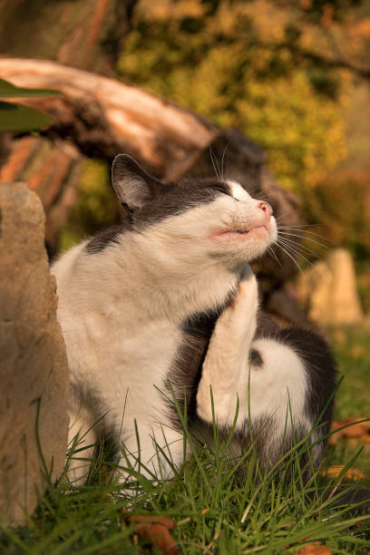 istock Black and white cat on a tree and climb down 1065453346