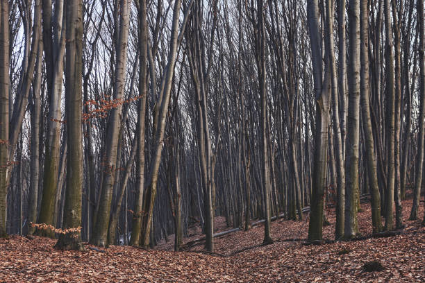 istock landscape of autumn forest 1065453508