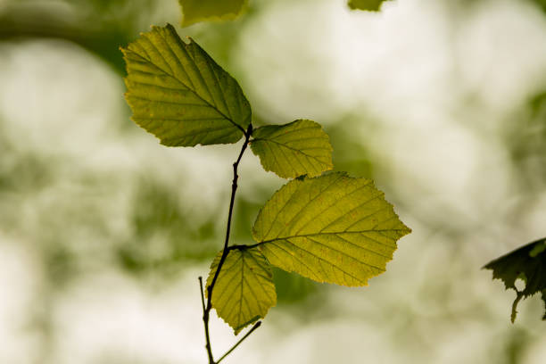 istock Autumn in Italy 1065453814