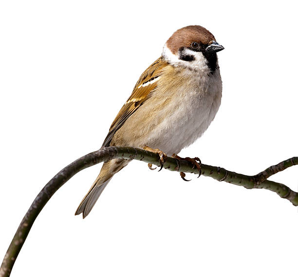 Close-up of a passer Montana tree sparrow Tree Sparrow in front of white background, isolated. Sparrow perching on a branch of the tree. song sparrow stock pictures, royalty-free photos & images