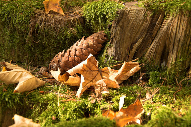 istock Fallen leaves in autumn. An old stump from a tree covered with moss. Spruce cone 1065458990