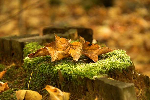 istock Fallen leaves in autumn. An old stump from a tree covered with moss 1065462144