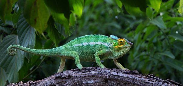 Green chameleon in jungle Lokobe Reserve, Nosy Be, Madagascar