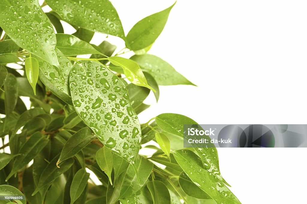 Isolare verde leafs - Foto stock royalty-free di Albero