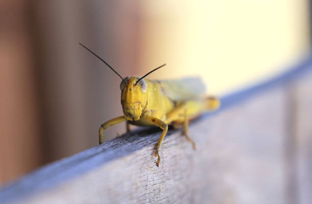 Giant grasshopper Close up (macrophotography) front view of a giant grasshopper on a wood plank giant grasshopper stock pictures, royalty-free photos & images
