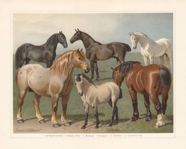 ilustraciones, imágenes clip art, dibujos animados e iconos de stock de razas de caballo, cromolitografía, publicadas en 1897 - belgian horse