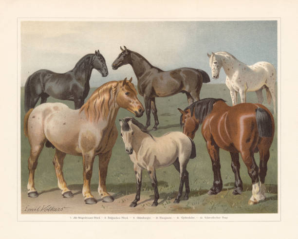 ilustrações, clipart, desenhos animados e ícones de raças de cavalos, chromolithograph, publicadas em 1897 - belgian horse