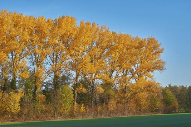 aspen árboles en otoño. populus tremula - álamo árbol fotografías e imágenes de stock