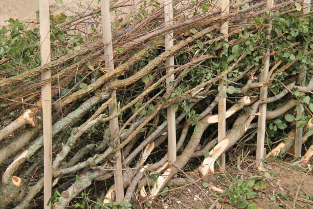 Hedge Laying Plashing. stock photo